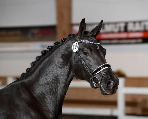Pferd De Capri (Deutsches Sportpferd, 2016, von De Niro)