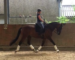 dressage horse Belmondo 175 (Württemberger, 2010, from Bonifatius)