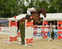 Cavallo da salto Contra 24 (Holsteiner, 2002, di Contender)
