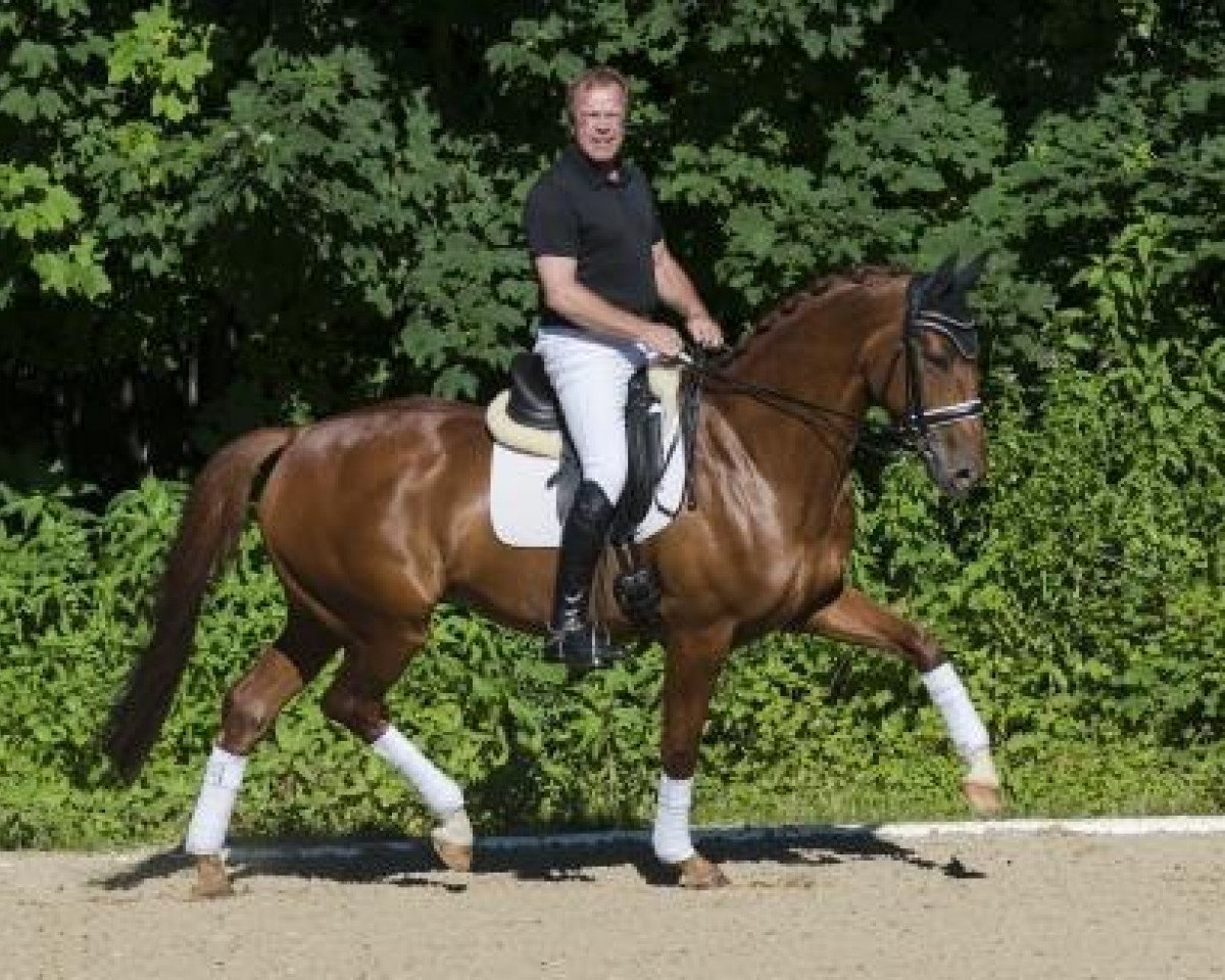 Cavallo da Dressage Sir Sigfried (Renano, 2008, di Sir Donnerhall I)