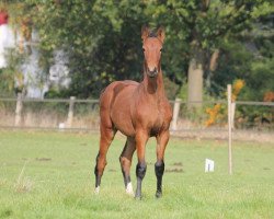 broodmare Pro Wirbela SG (Westphalian, 2015, from Pilothago Dxb)