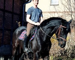 jumper Voltera (Hanoverian, 2015, from van Gogh)
