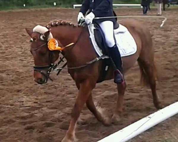 dressage horse Vicora (unknown, 1993)