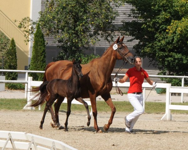 horse Once Upon a Time (Austrian Warmblood, 2018, from Bernay)