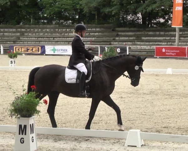 Reitturnier Waiblingen 2017