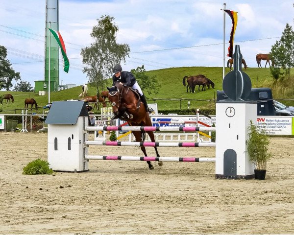 jumper Aston Martin 5 (Hanoverian, 2007, from Abke 4)
