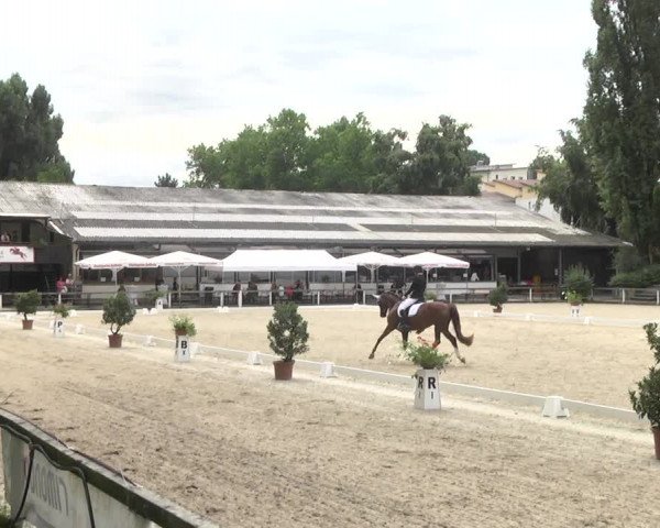Reitturnier Waiblingen 2017