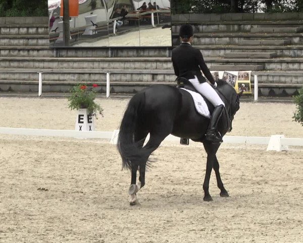 Reitturnier Waiblingen 2017