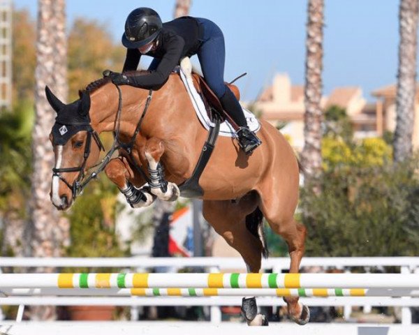 Springpferd Nikias van den Bisschop (Belgisches Warmblut, 2013, von Echo van het Spieveld)