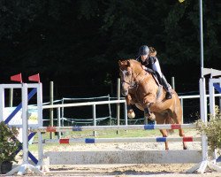 jumper Pilgrem 4 (Westphalian, 2000, from Port Said 10)