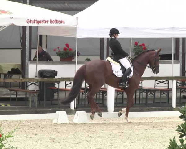 Reitturnier Waiblingen 2017