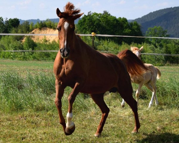 broodmare Arielle (German Riding Pony, 2003, from Colonel)