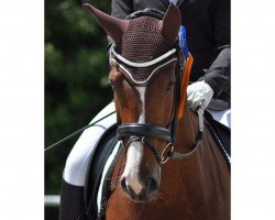 dressage horse Blueberry Hill R (Oldenburg, 2009, from Balloon)