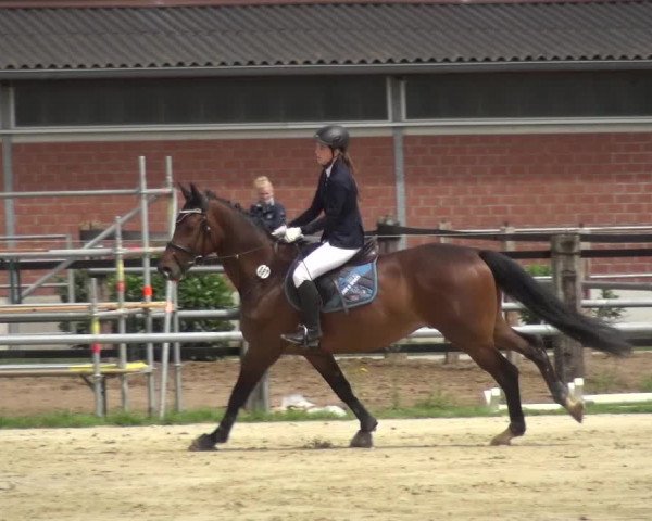 Reitturnier Neuss-Allerheiligen 2017