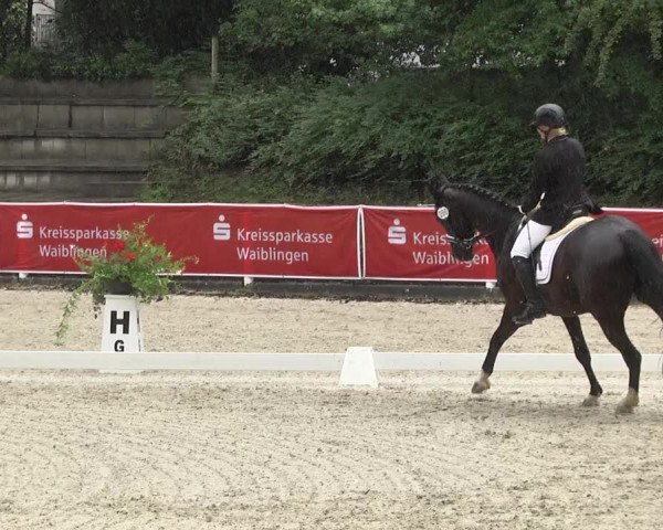 Reitturnier Waiblingen 2017