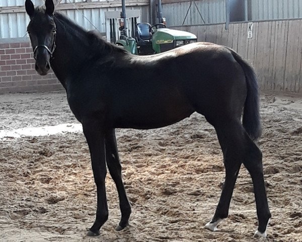 horse Stute von Don Martillo / Hohenstein/T. (Westphalian, 2018, from Don Martillo)