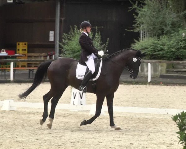Reitturnier Waiblingen 2017