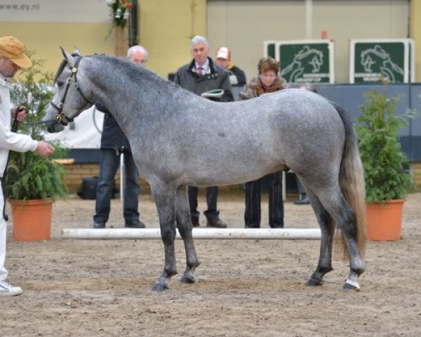 horse Stefanie's Steady and Straightforward (New Forest Pony, 2010, from Easter Mountain Didly Do)
