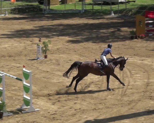 Reitturnier CSN Calvörde 2017