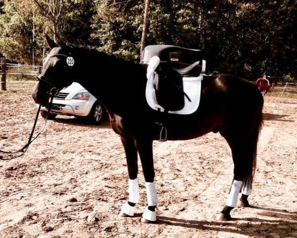 dressage horse L'espoir DH (Holsteiner, 2009, from Loran)