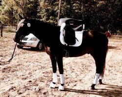 dressage horse L'espoir DH (Holsteiner, 2009, from Loran)