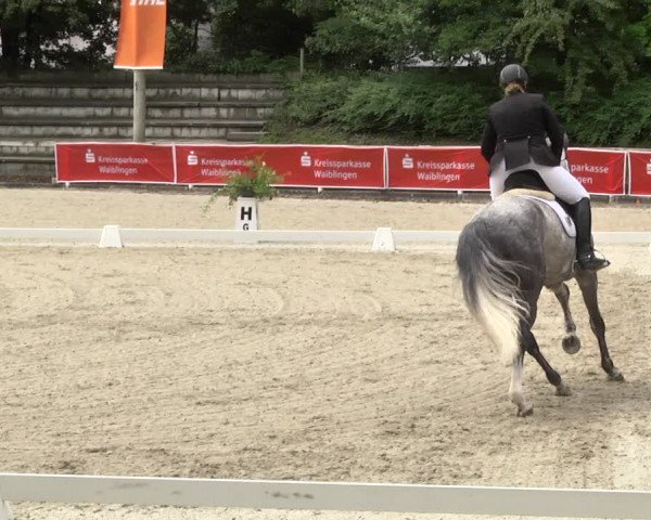 Reitturnier Waiblingen 2017