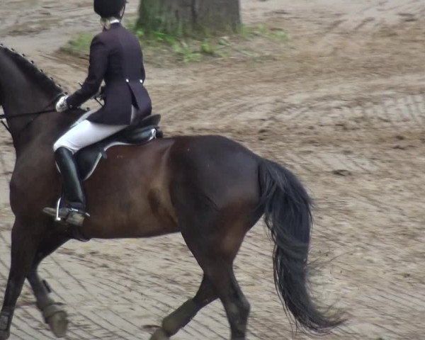 Reitturnier CSN Calvörde 2017