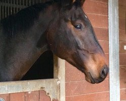 jumper Valverde 2 (German Sport Horse, 2012, from Valeron)