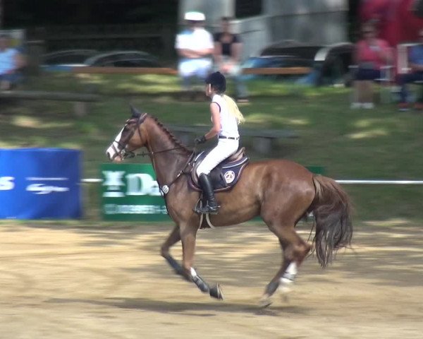 Reitturnier CSN Calvörde 2017