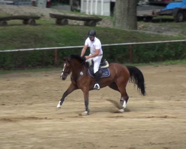Reitturnier CSN Calvörde 2017