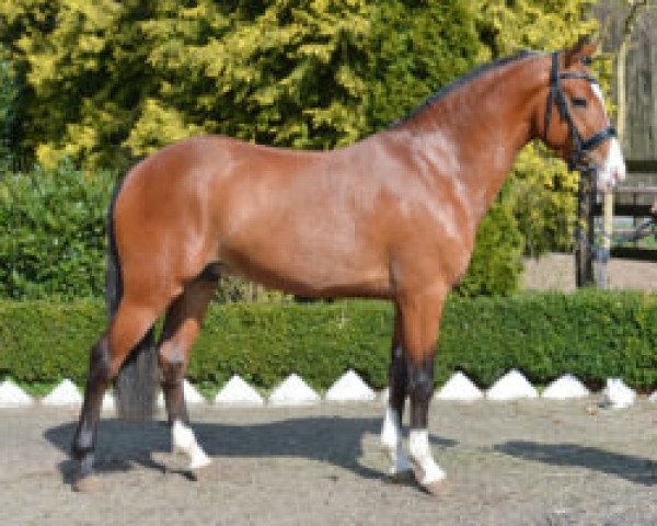 stallion Nieuwmoeds Nicolai (New Forest Pony, 2014, from Amor)
