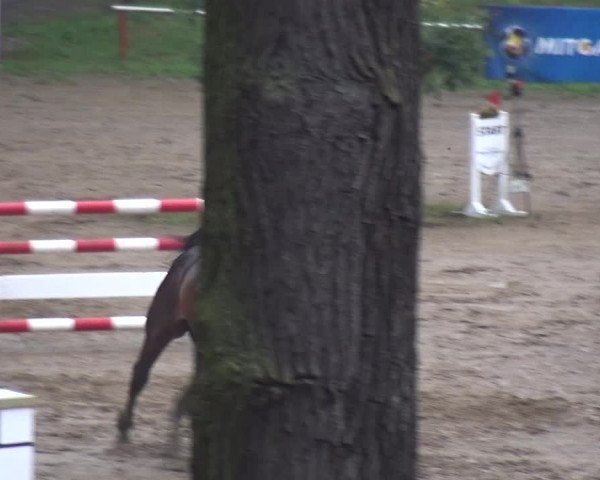Reitturnier CSN Calvörde 2017