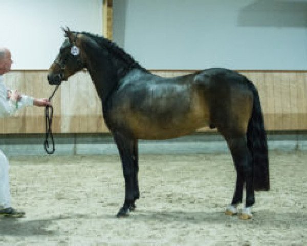 stallion Altrido's Olet's Iceman (New Forest Pony, 2013, from Frodo's Boy)