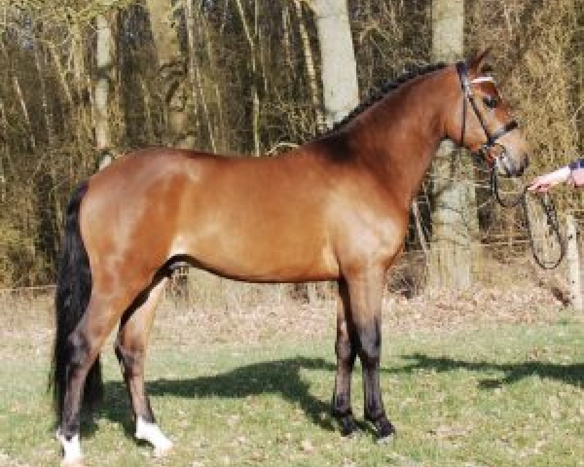 Deckhengst Heihoeve's Berlin Vdh (New-Forest-Pony, 2014, von Sulaatik's Mancinie)