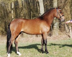 stallion Heihoeve's Berlin Vdh (New Forest Pony, 2014, from Sulaatik's Mancinie)