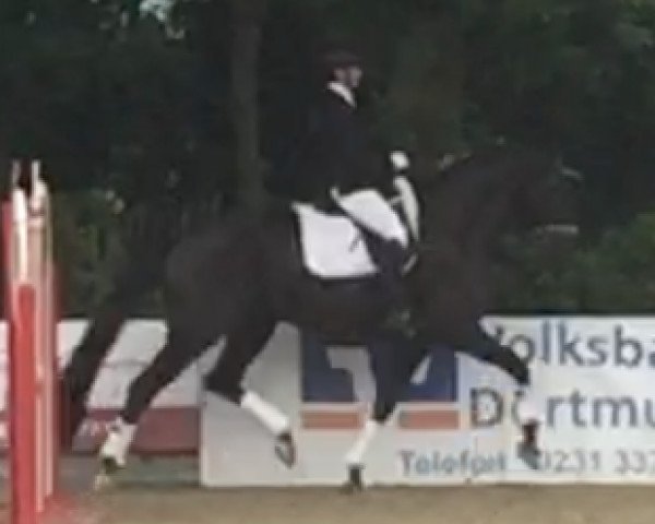dressage horse For Fun 58 (Hanoverian, 2013, from Fürstenball)