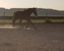 Springpferd Scofield S (Hannoveraner, 2006, von Sir Donnerhall I)