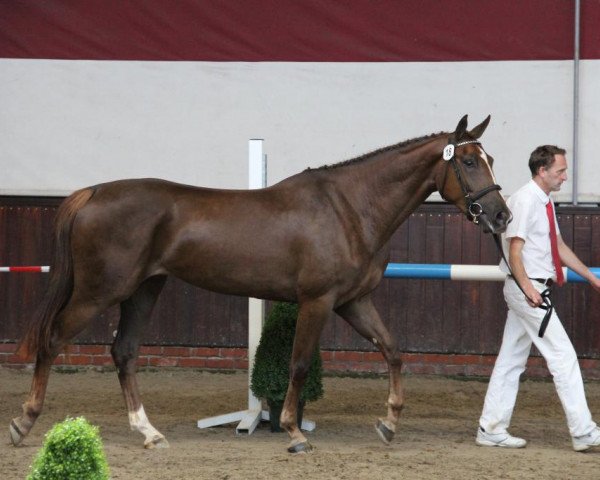 broodmare Faizemieka (KWPN (Royal Dutch Sporthorse), 2010, from Zirocco Blue)