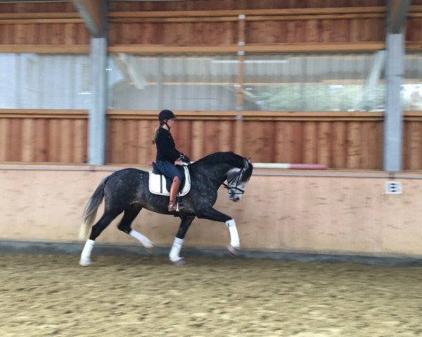 dressage horse Zamani YET (Pura Raza Espanola (PRE), 2014, from Embajador XXX)