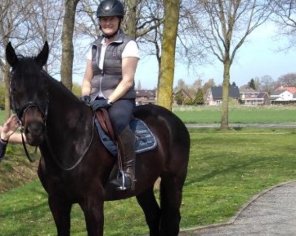broodmare Diva Odessa (Hanoverian, 2011, from Diarado)