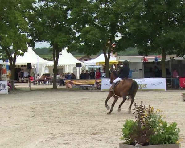 Reitturnier Rot am See- Musdorf 2017