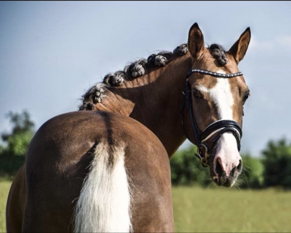 dressage horse Colourfull Cannonball (German Riding Pony, 2011, from Can Dance 3)