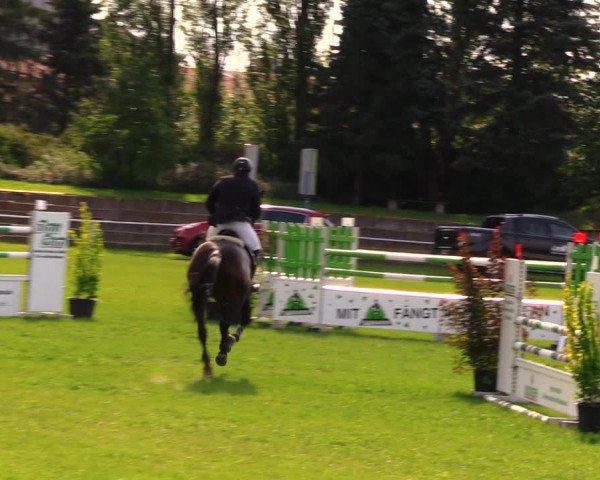 Reitturnier Baschütz bei Bautzen 2017