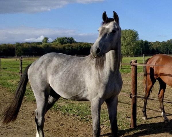 Pferd Aljosha (Hannoveraner, 2016, von Alaba 2)