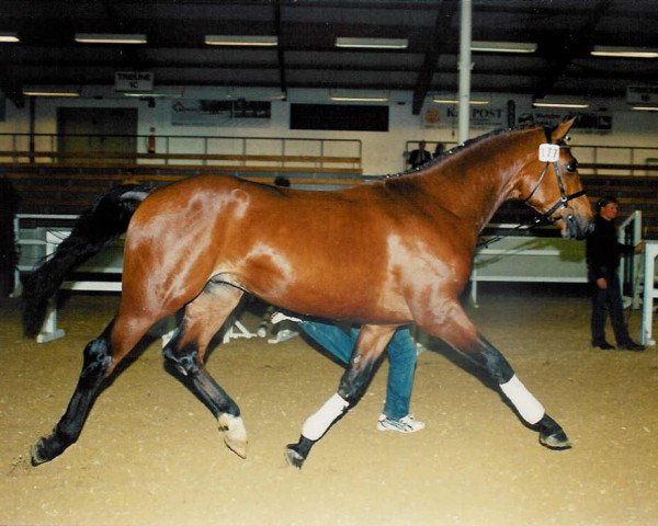 Springpferd Clochard de Paris (Westfale, 2003, von Con Capitol)