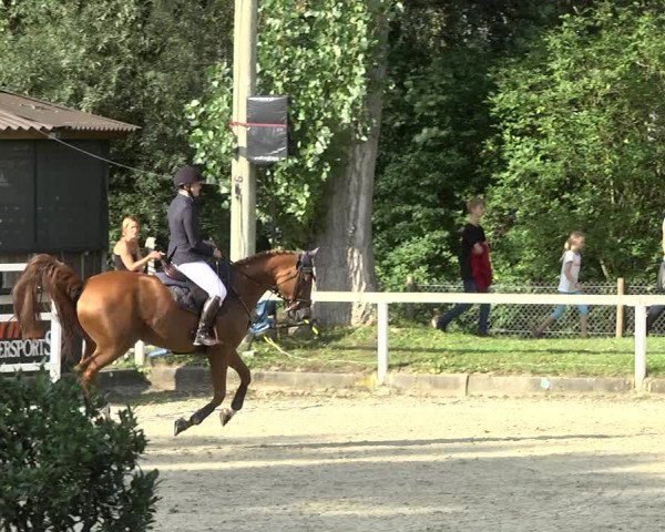 Reitturnier Waiblingen 2017