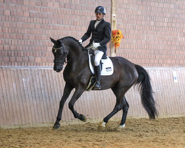 dressage horse Fairy Dance 3 (Westphalian, 2005, from Fürst Heinrich)