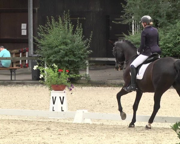 Reitturnier Waiblingen 2017