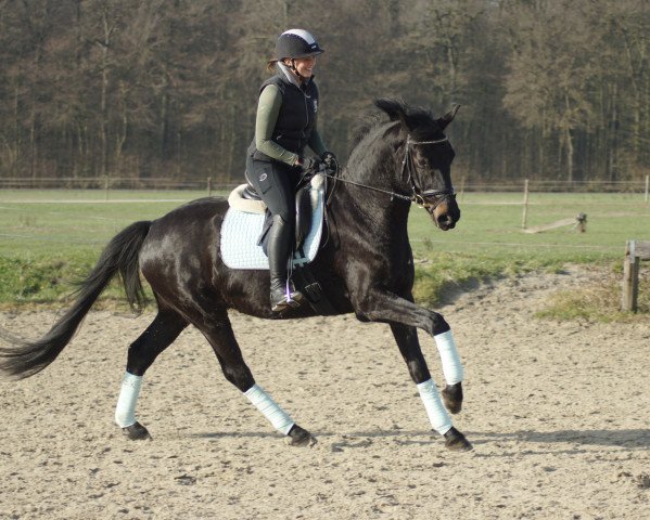 horse Dax (nicht eingetragen) (Hanoverian, 2015, from Dynamo 20)
