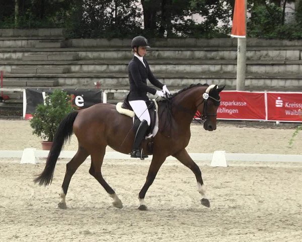 Reitturnier Waiblingen 2017